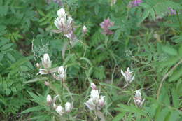 Image of Raup's Indian paintbrush