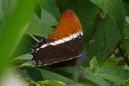 Image de Siproeta epaphus