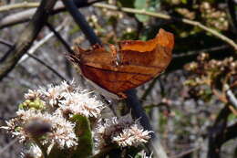 Image of Ruddy Daggerwing