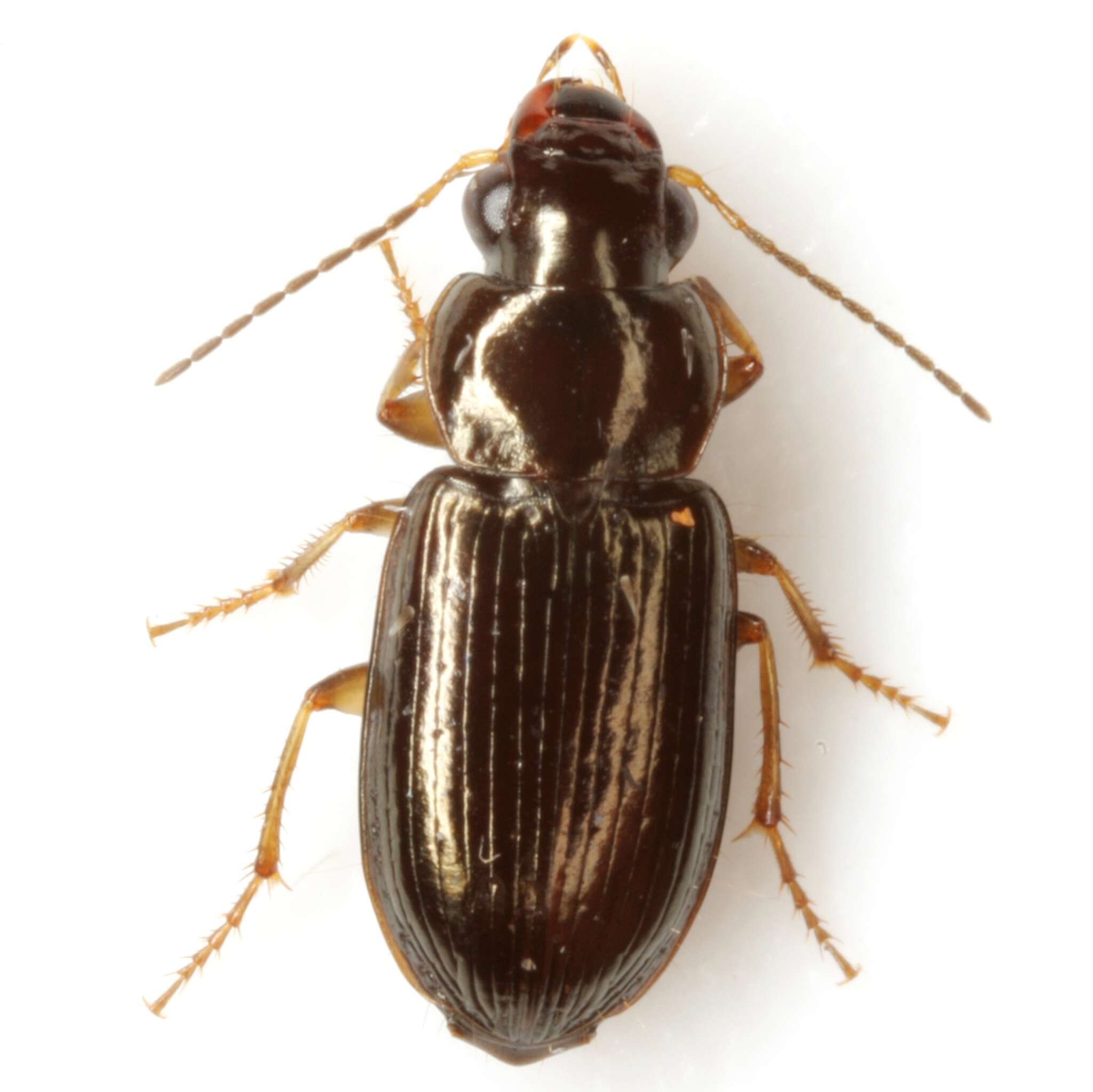 Image of Selenophorus (Selenophorus) fatuus (Le Conte 1863)