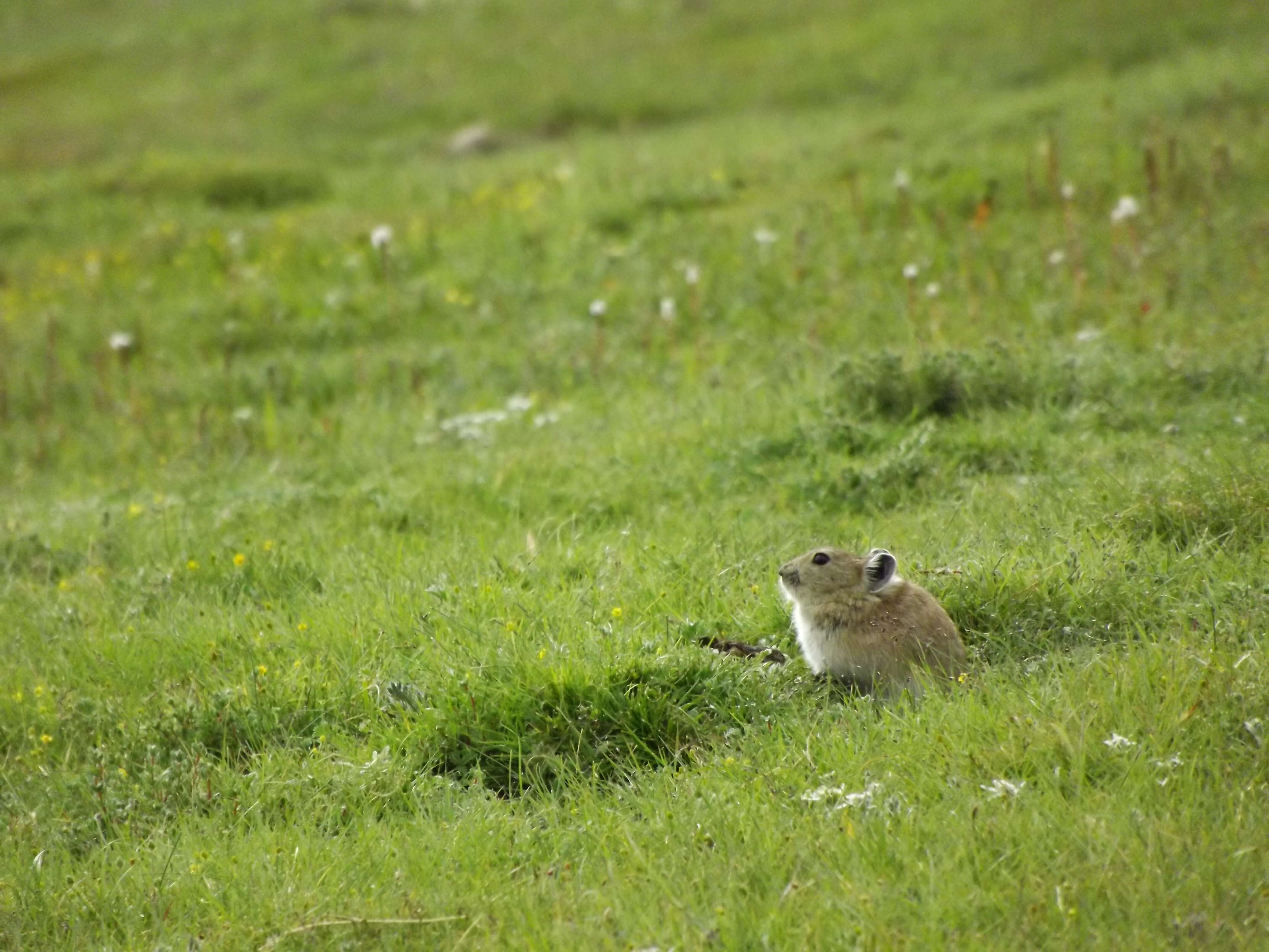 Image of Black-lipped Pika