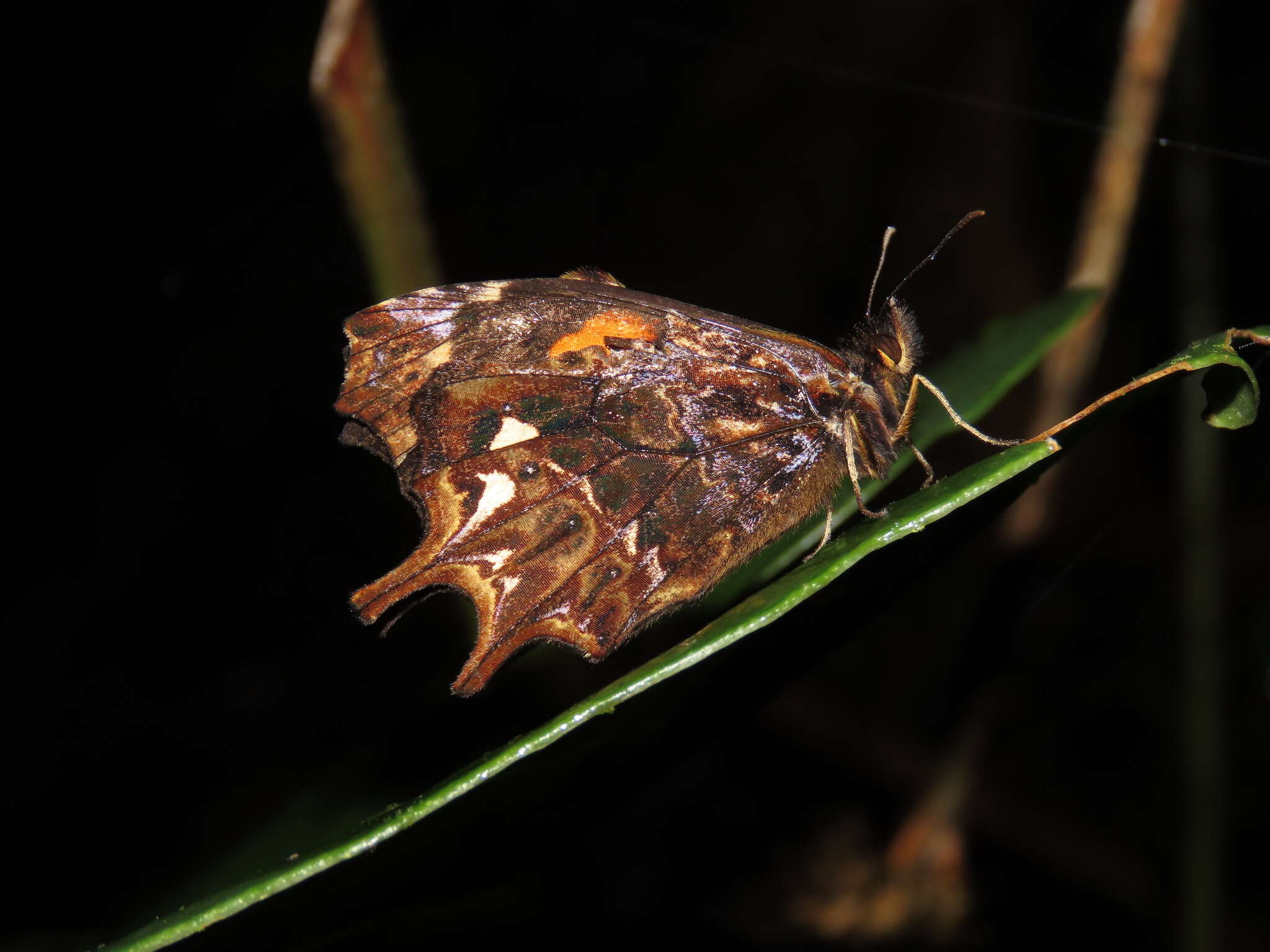 Image of Daedalma dinias Hewitson 1858