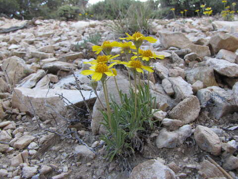 Image of Arizona four-nerve daisy