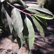 Image de Prunus serotina var. serotina