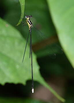 Image of Coeliccia membranipes (Rambur 1842)