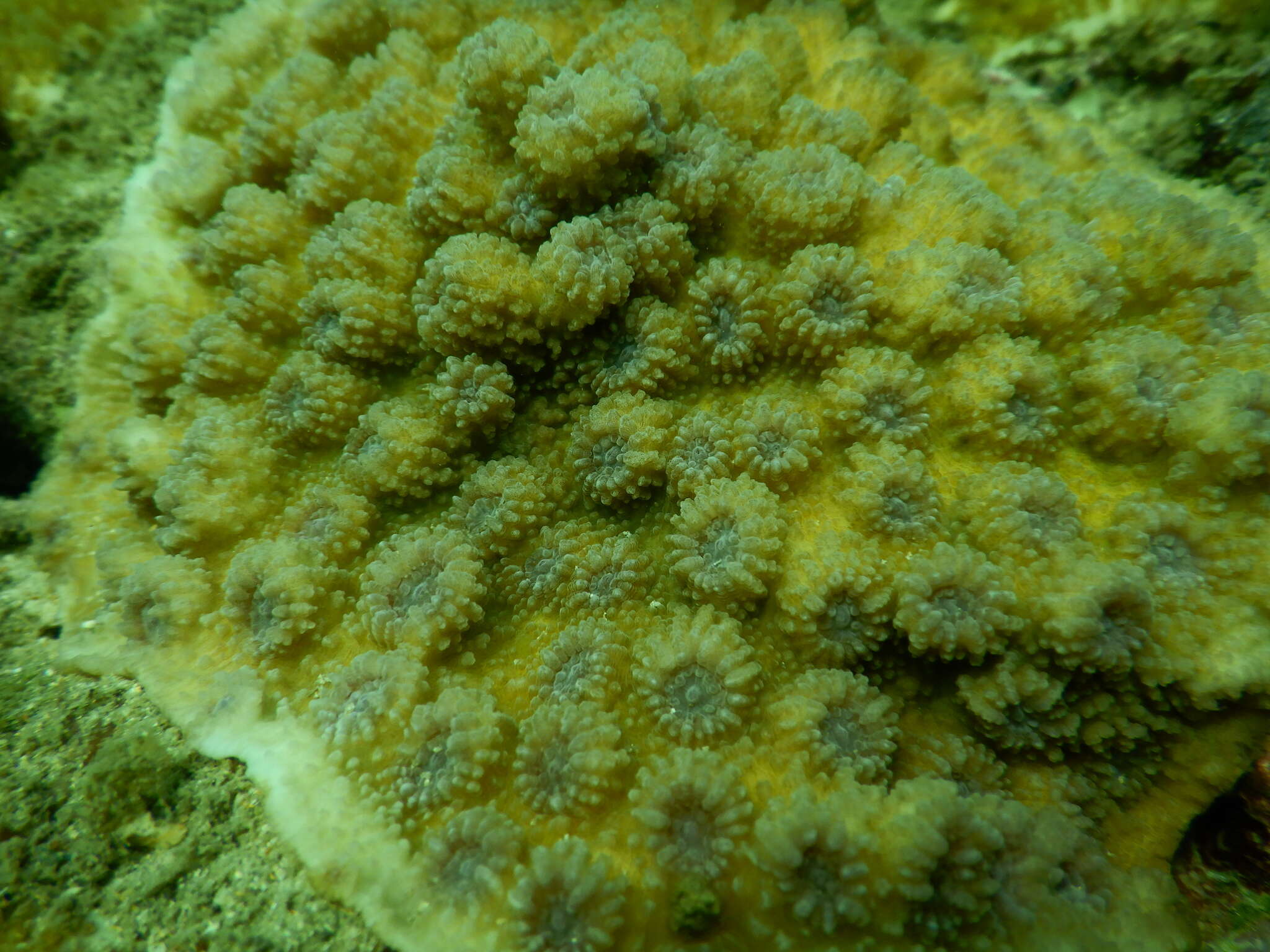 Image of hedgehog coral