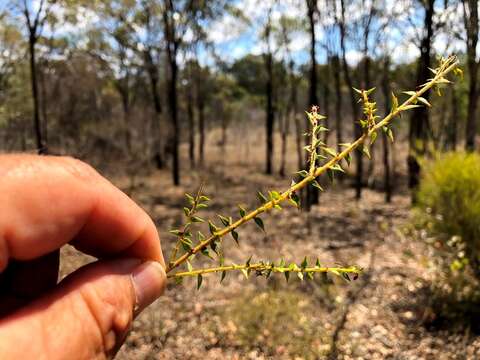 Imagem de Acacia amblygona A. Cunn. ex Benth.