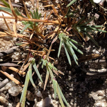 Image of suffrutescent sandwort