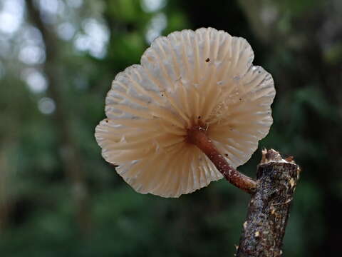 Marasmiellus dendroegrus Singer 1973 resmi