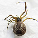 Image of Parasteatoda simulans (Thorell 1875)