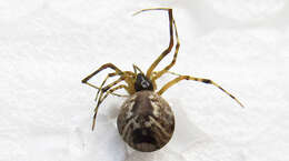 Image of Parasteatoda simulans (Thorell 1875)