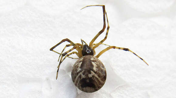 Image of Parasteatoda simulans (Thorell 1875)