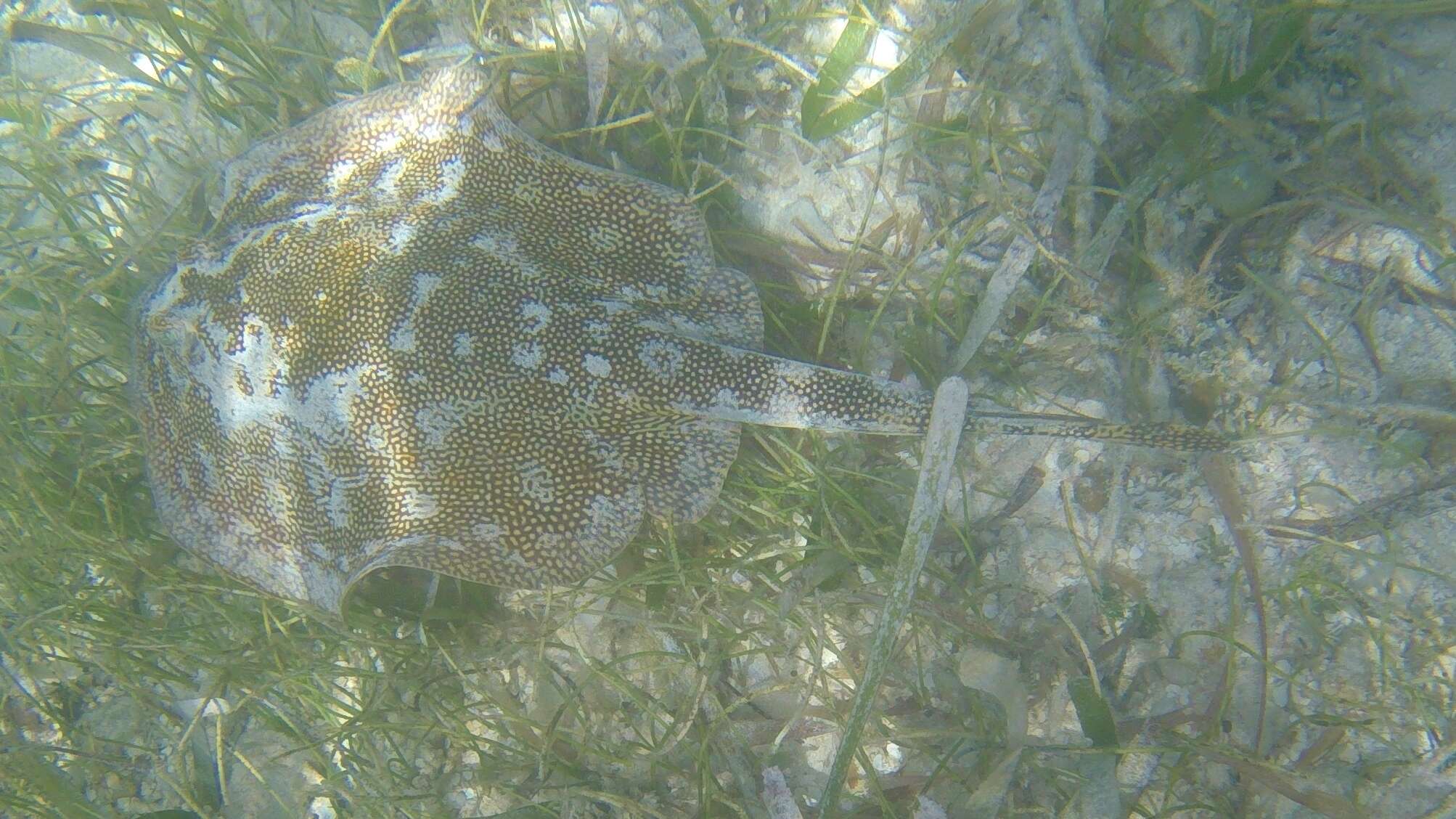 Image of Yellow Stingray