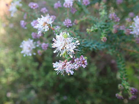 Image of Agathosma juniperifolia Bartl.