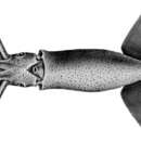 Image of boreal clubhook squid