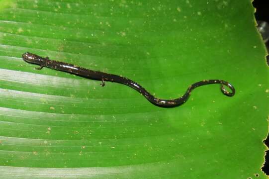 Image of Honduran Lowland Worm Salamander