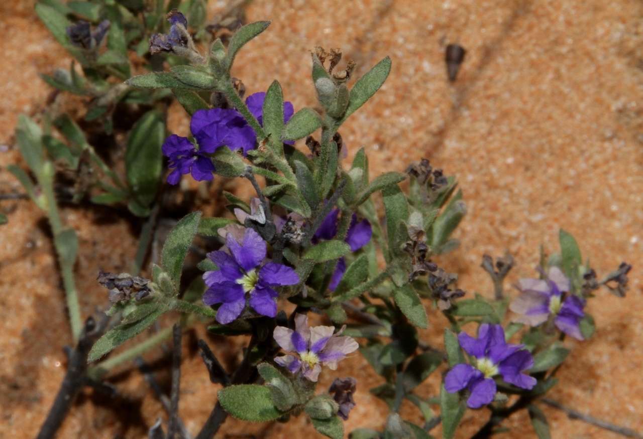 Image of Dampiera marifolia Benth.