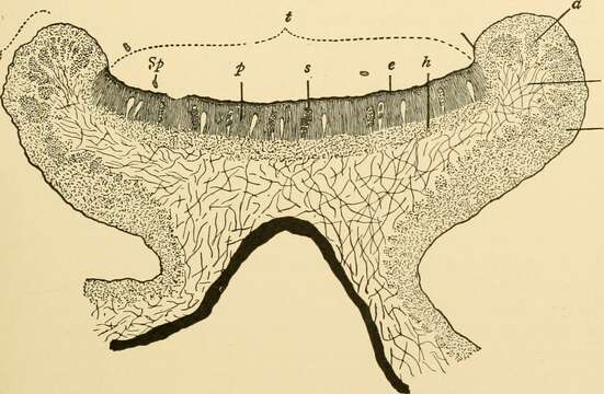 Image of rosette lichen