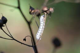 صورة <i>Tenthredo scrophulariae</i>