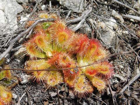 Image of Australian sundew