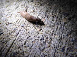 Image of grey field slug