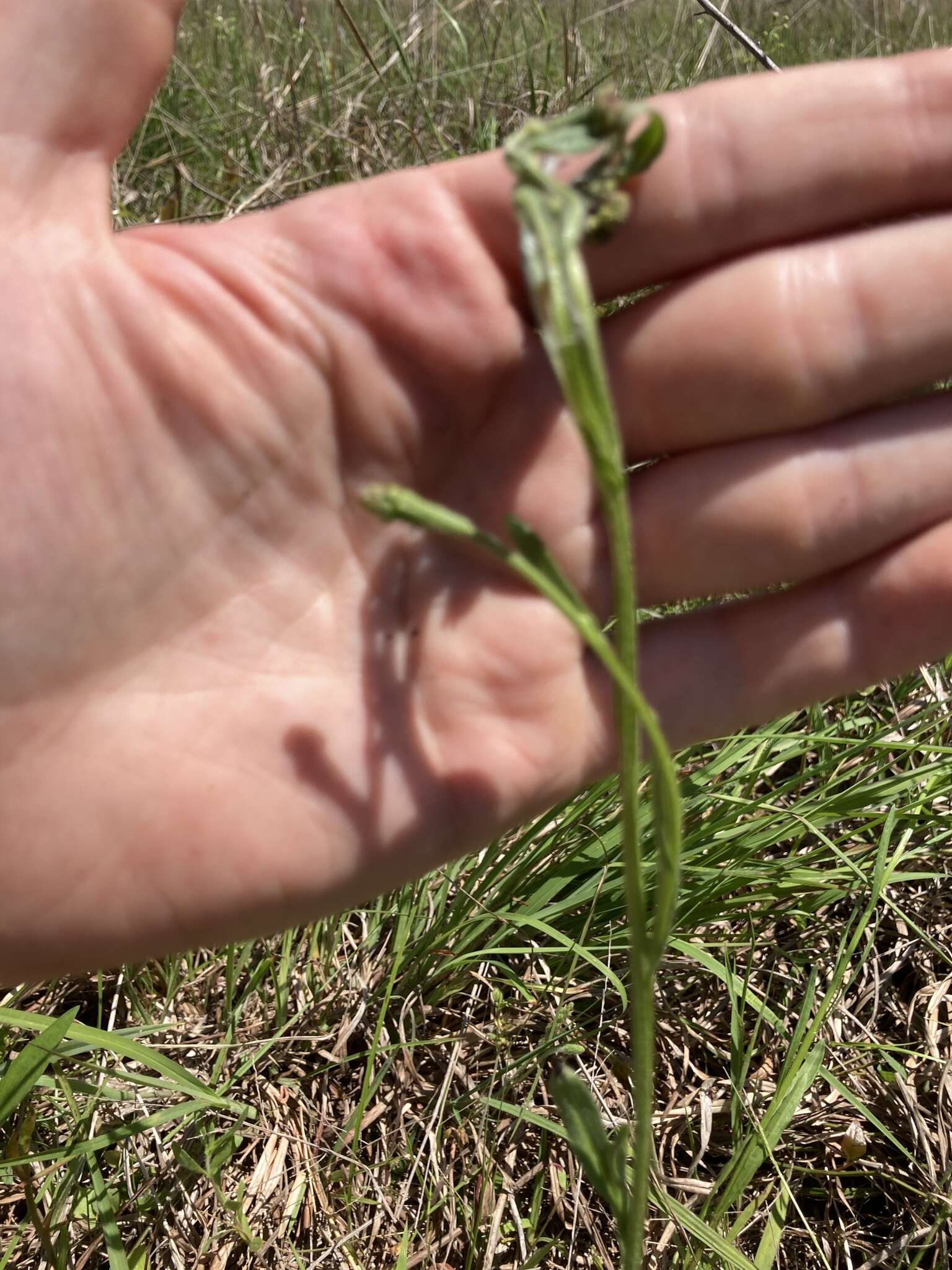 Image of Oldfield Sneezeweed