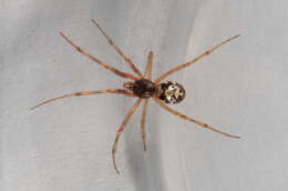 Image of Triangulate cobweb spider