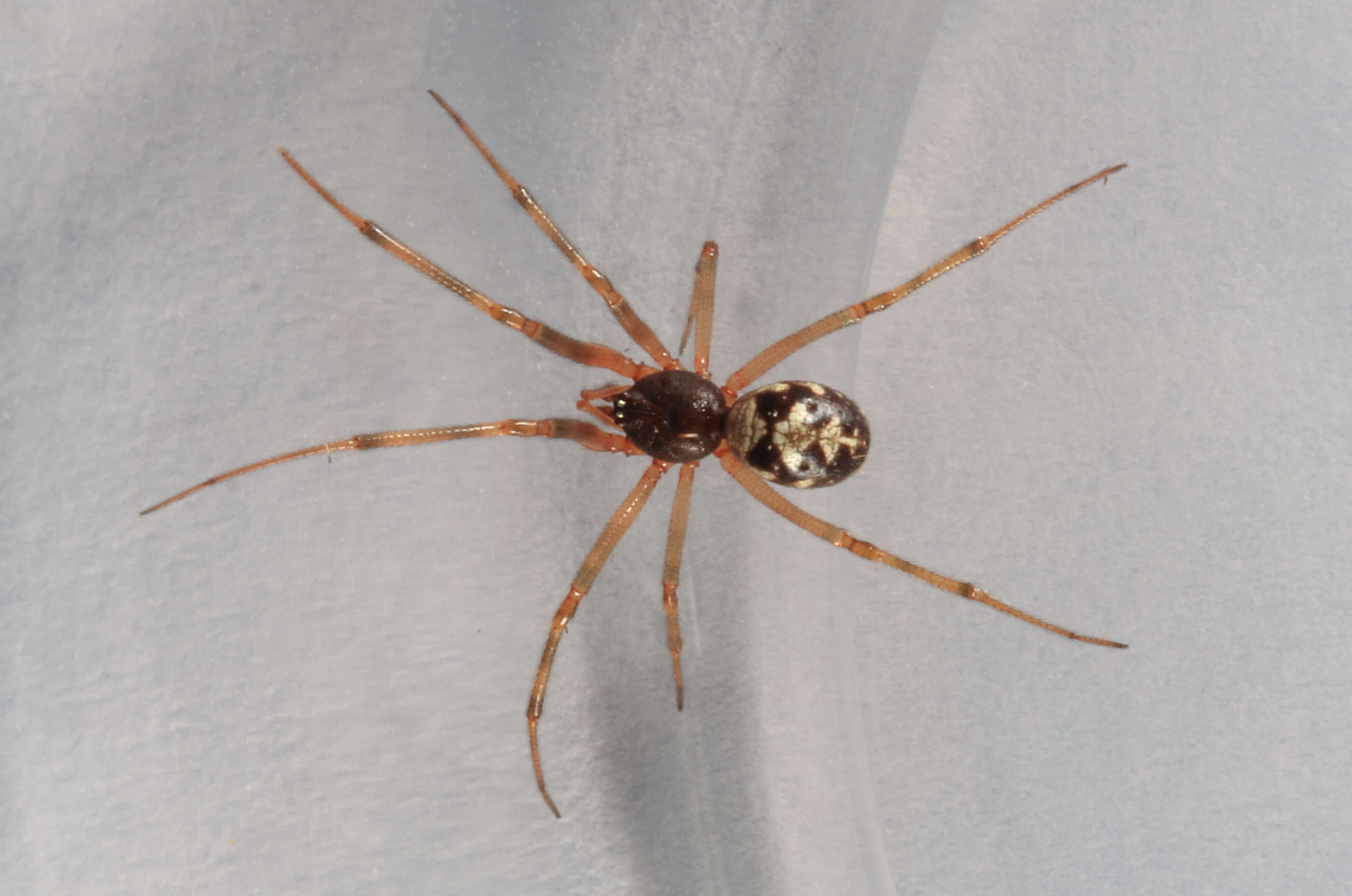 Image of Triangulate cobweb spider