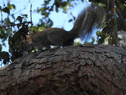 Image of Collie's Squirrel