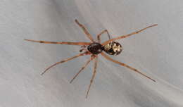 Image of Triangulate cobweb spider