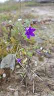 Imagem de Campanula pallida Wall.