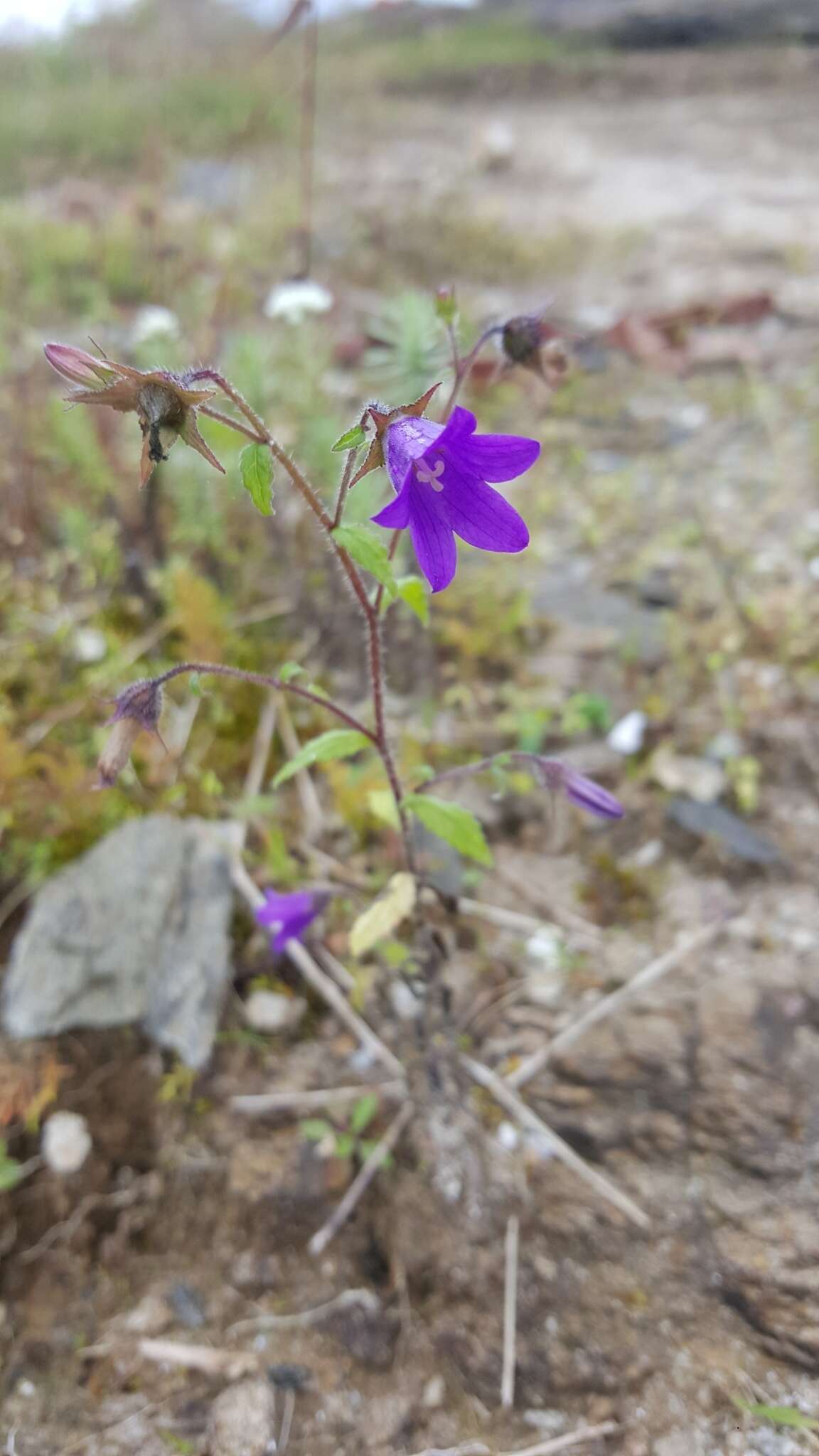 Imagem de Campanula pallida Wall.