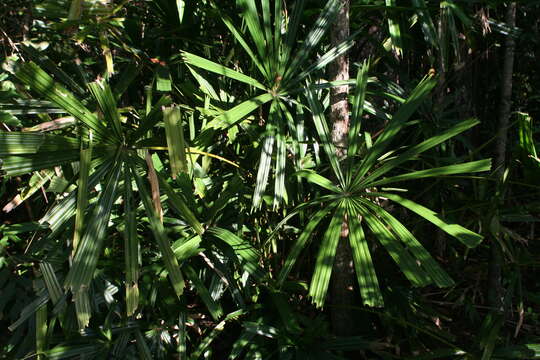 Image of Mangrove fan palm