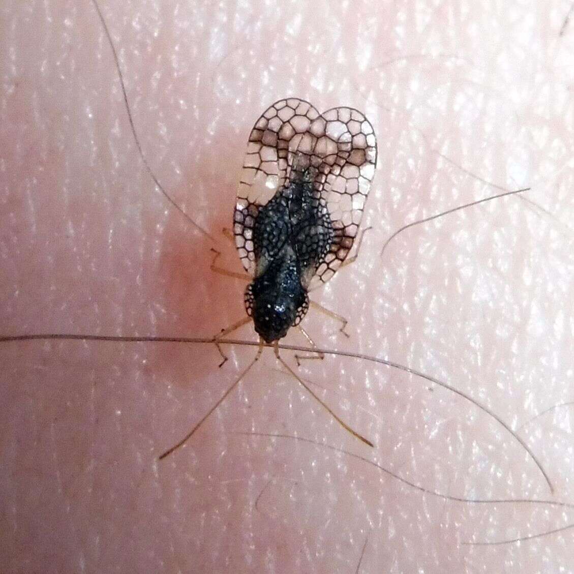 Image of Andromeda Lace Bug