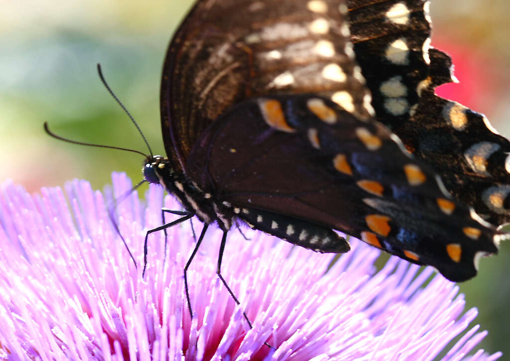 Papilio troilus Linnaeus 1758 resmi