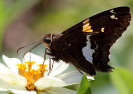 Image of Silver-spotted Skipper