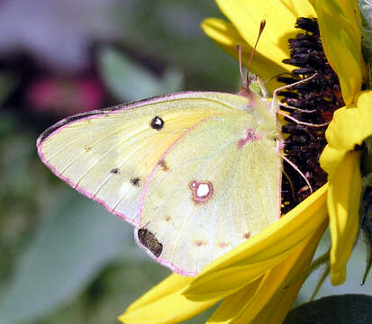 Image of Clouded sulphur