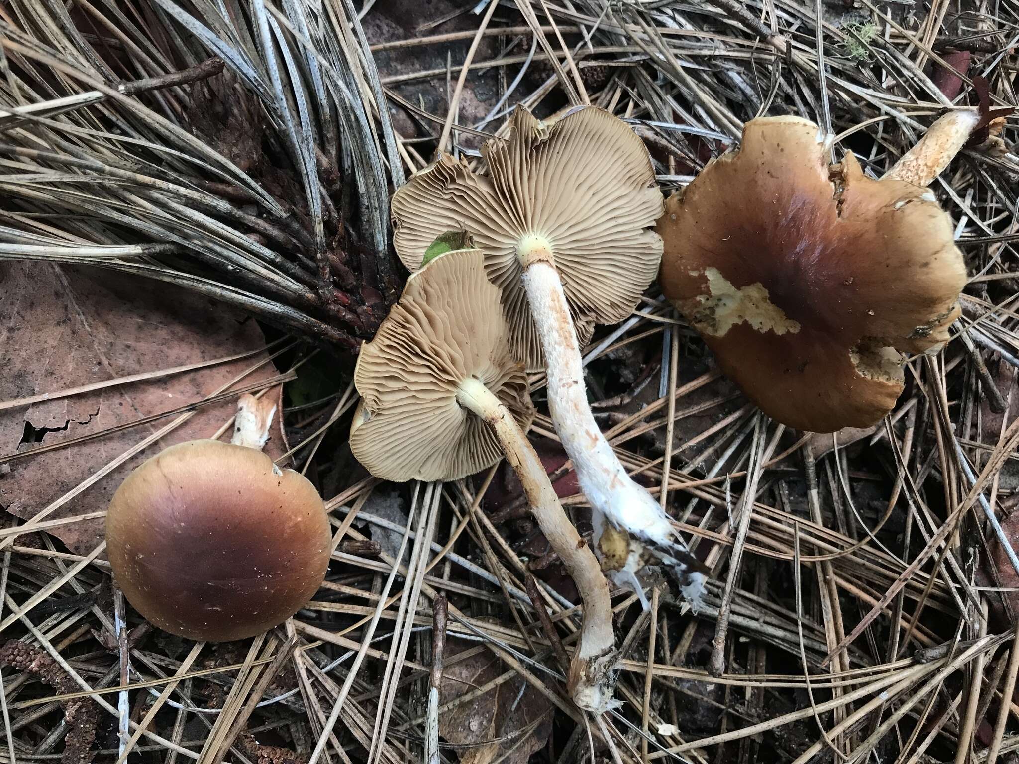 Image of Pholiota velaglutinosa A. H. Sm. & Hesler 1968