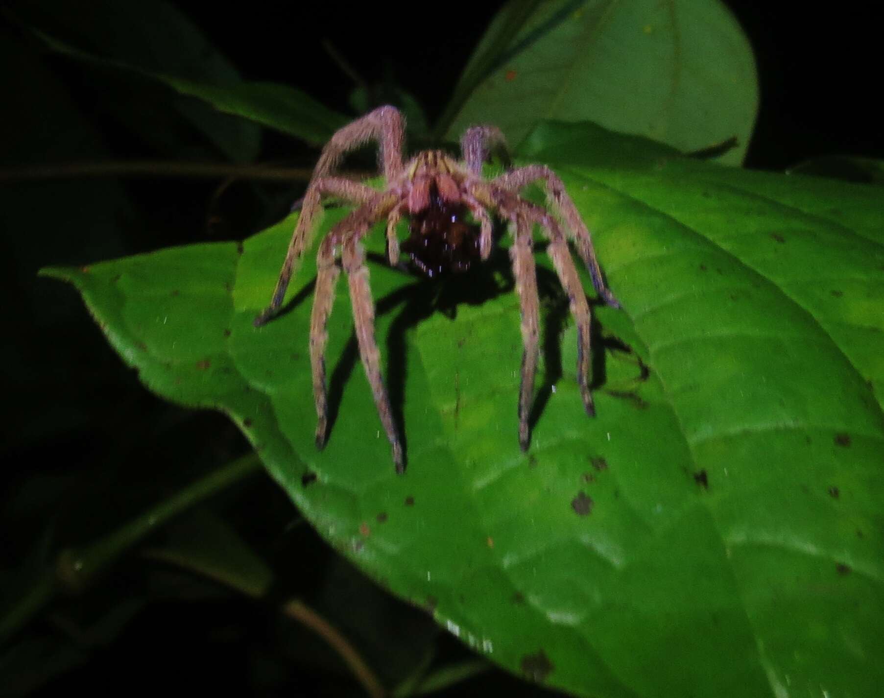 صورة Phoneutria boliviensis (F. O. Pickard-Cambridge 1897)