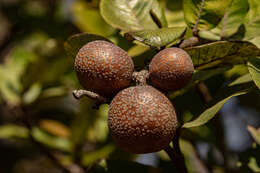 Image of Neocarya macrophylla (Sabine) Prance ex F. White