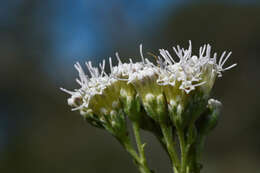 Image of Gyptis pinnatifida Cass.