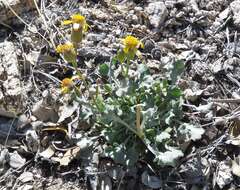 Image of Tehachapi ragwort