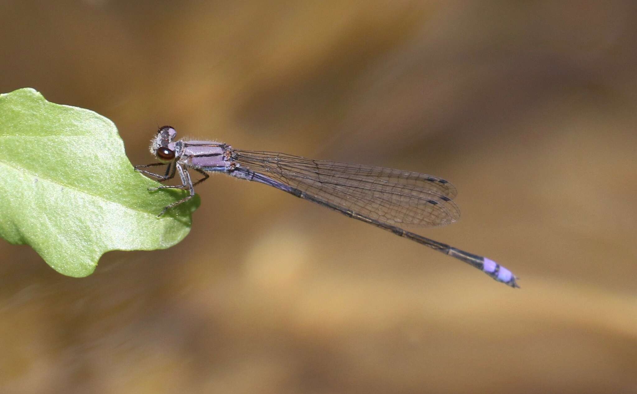 Image of Neotropical Bluet