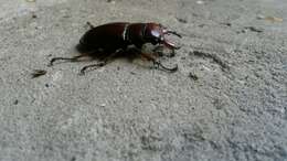 Lucanus (Pseudolucanus) capreolus (Linnaeus 1763)的圖片