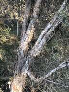 Image of Melaleuca cuticularis Labill.