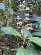 Imagem de Miconia mirabilis (Aubl.) L. O. Williams