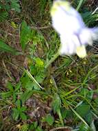 Image of Bearded Bellflower