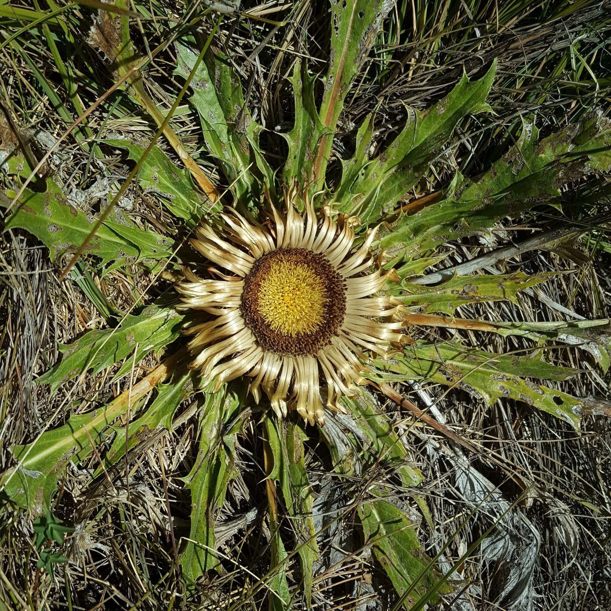 Image of Carlina acanthifolia All.