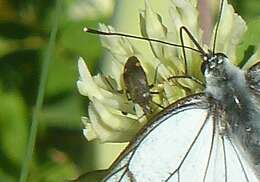 Image of Closterotomus cinctipes (A. Costa 1853)