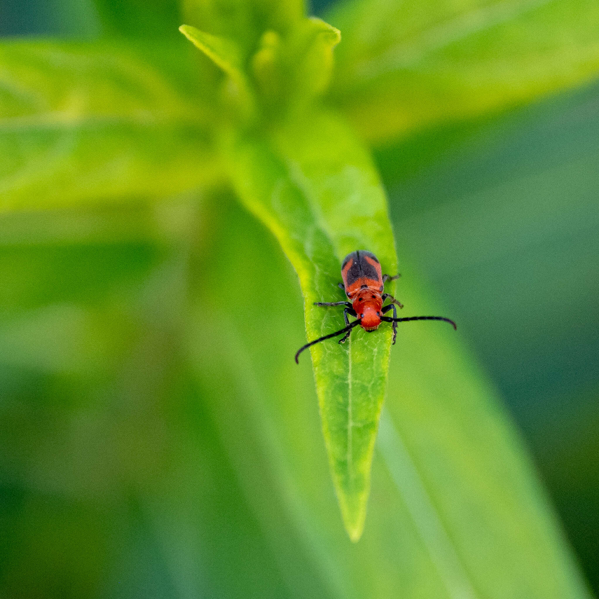 Image of Blackened Milkweed Beetle